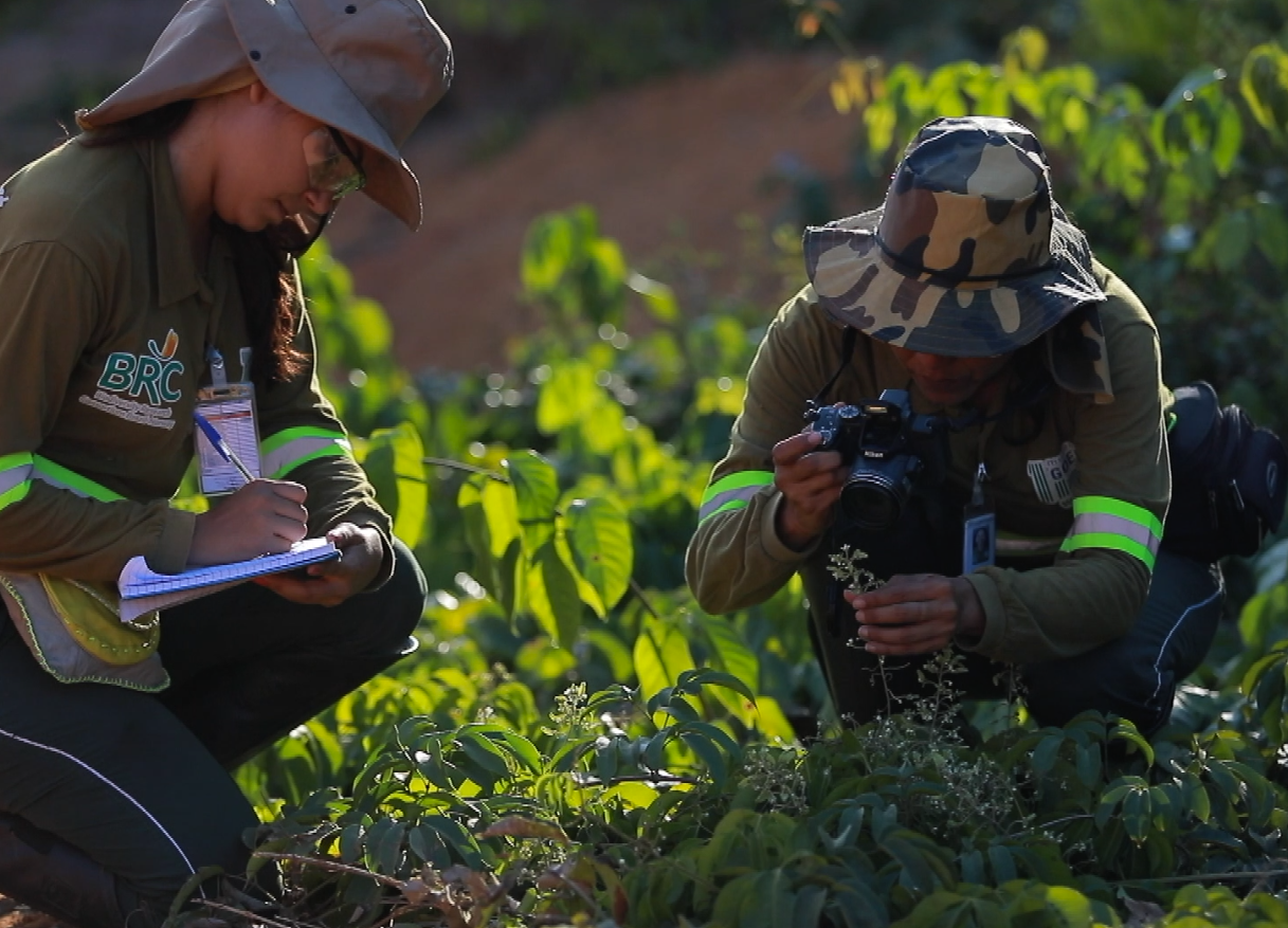 Inscrições para edital do Consórcio de Pesquisa em Biodiversidade Brasil-Noruega (BRC) encerram na quinta-feira (31)