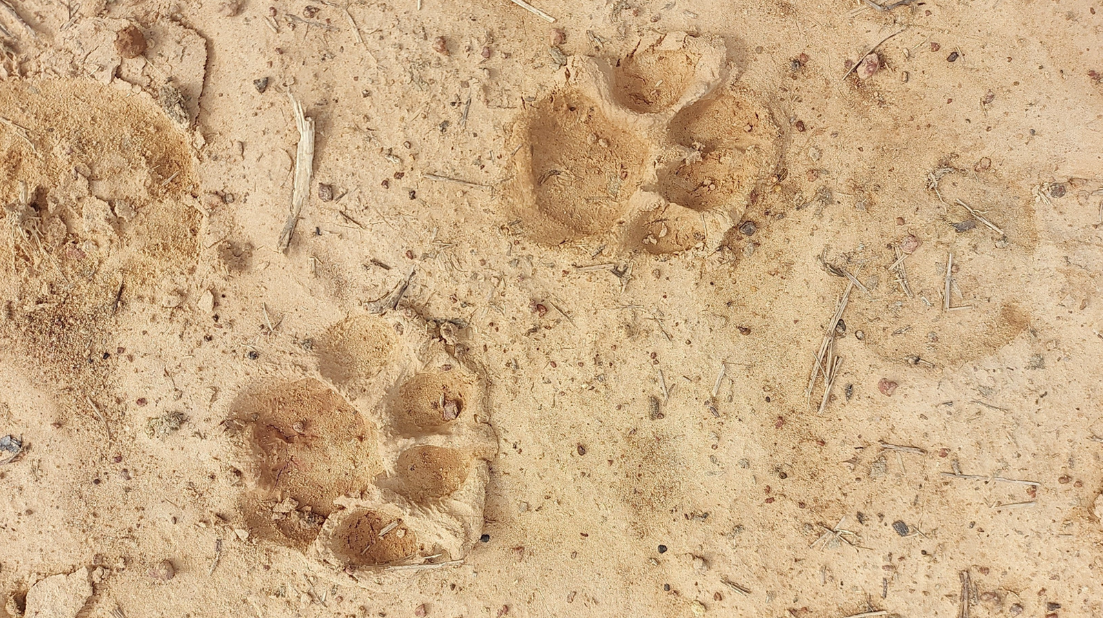 Pesquisa do Consórcio BRC incentiva a preservação de onças